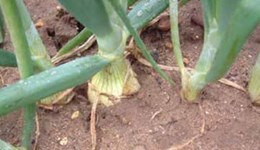 Bulb onions irrigation: crop establishment and early season